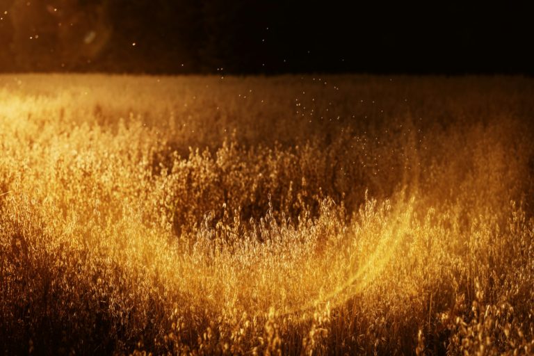 Golden oat field